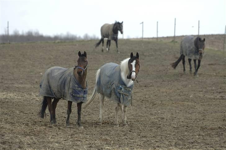 Pinto Ronjas galant - Cawello og Galant hygger sig lidt på folden XD billede 18