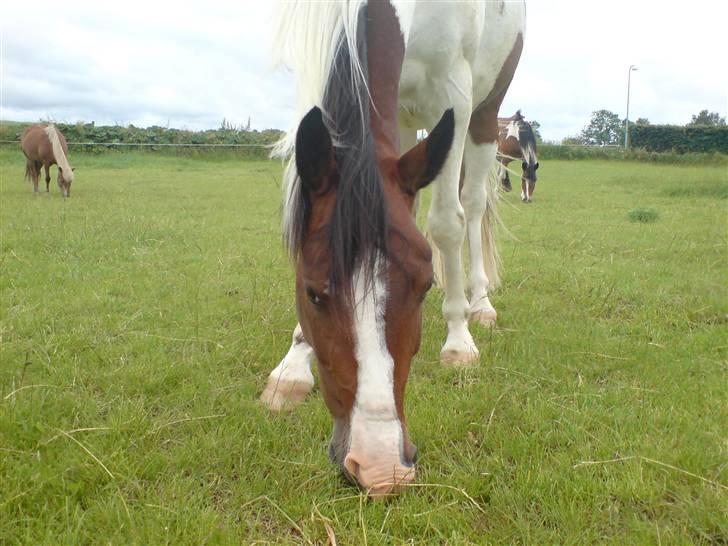 Pinto Ronjas galant billede 19