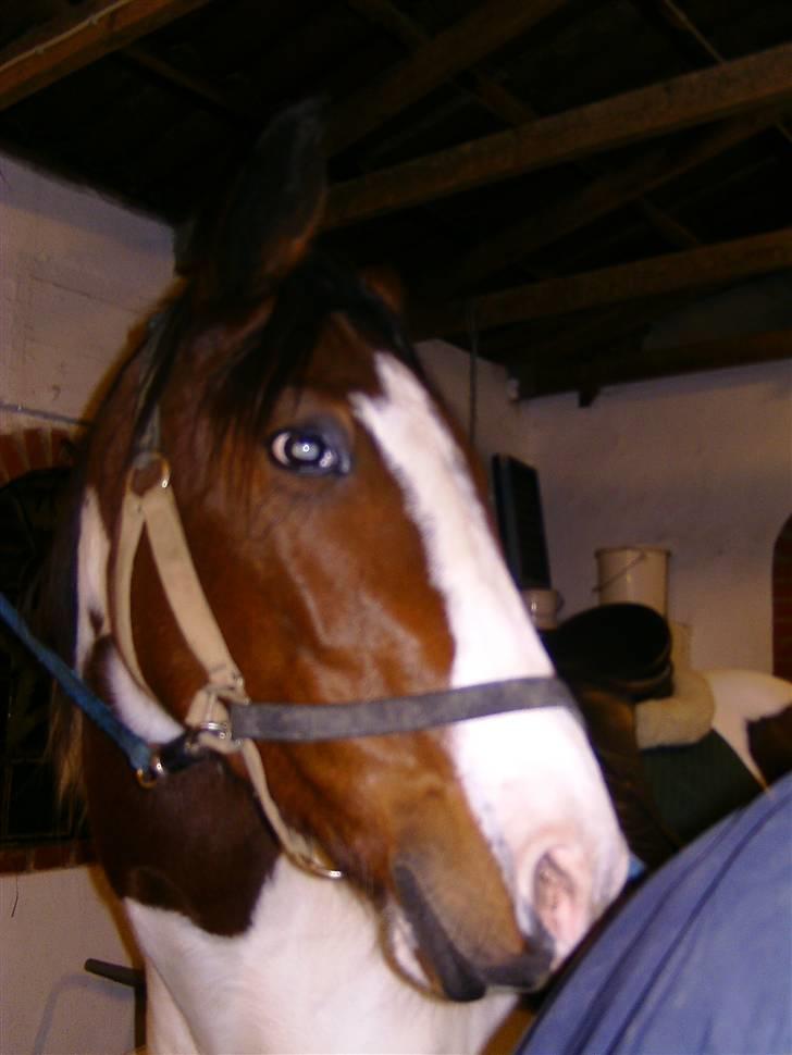 Pinto Ronjas galant - I <´3 you :-D billede 20