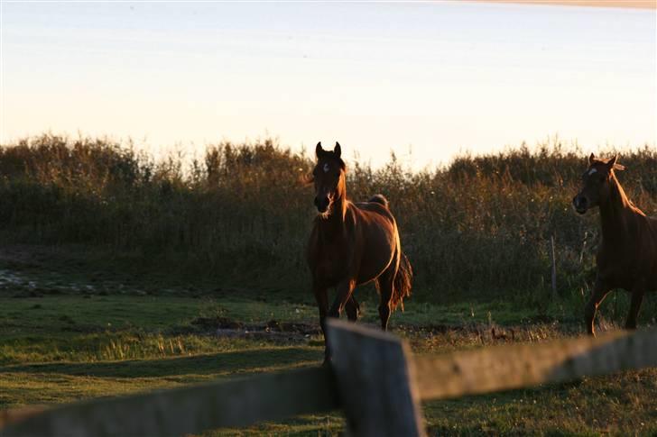 Arabisk fuldblod (OX) Fabhat  - fabhat nede ved fjorden  billede 5