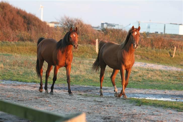 Arabisk fuldblod (OX) Fabhat  - de to helbrødre-  billede 6