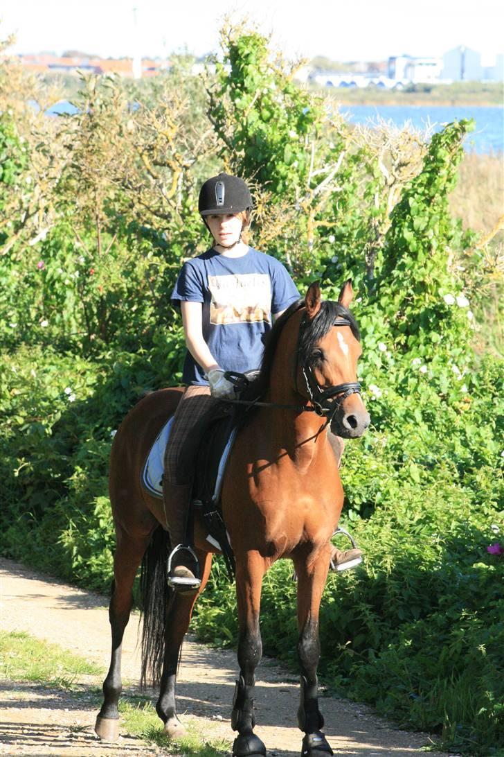 Arabisk fuldblod (OX) Fabhat  - en tur ned langs vandet.  så fine de er sammen :) billede 7