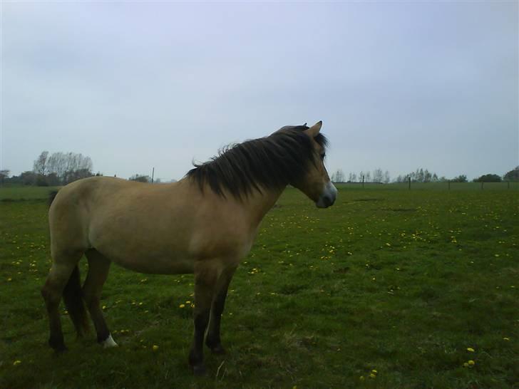 Anden særlig race Flicka - solgt. - *2* Flicka i et opmærktsomt øjeblik.  billede 2