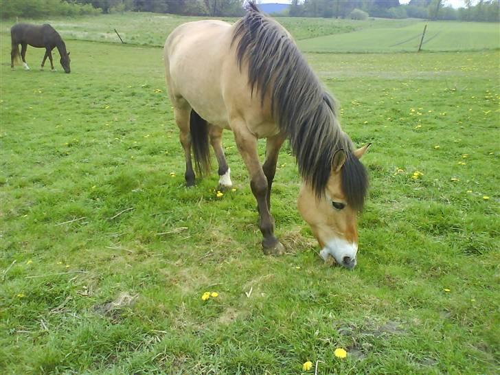 Anden særlig race Flicka - solgt. - *3* GØR LIVET TIL EN FEST - RID BLANDINGS´HEST (;  billede 3