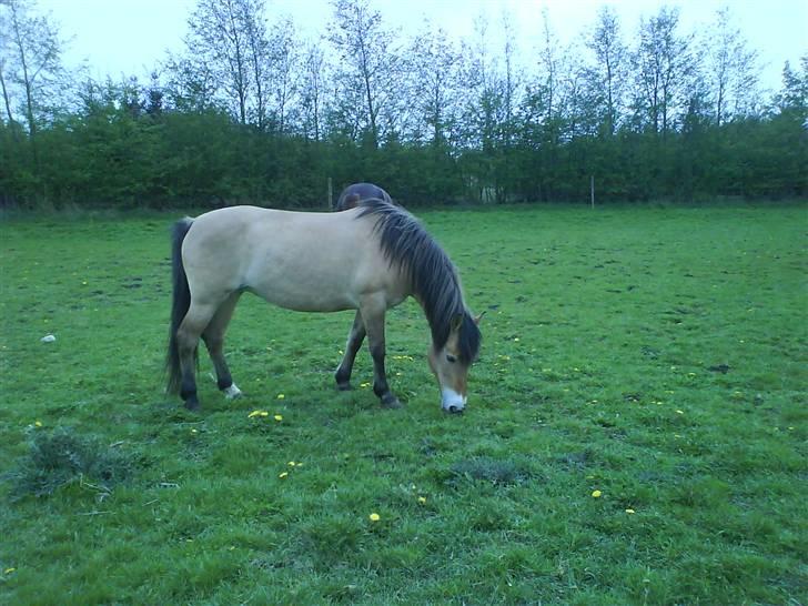 Anden særlig race Flicka - solgt. - *4* GØR LIVET TIL EN FEST - RID BLANDINGS´HEST (;  billede 4