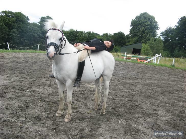 Welsh Mountain (sec A) Frække Frederik aflivet:( - jeg tager mig lige en lur ZzZz (foto:emma) billede 4