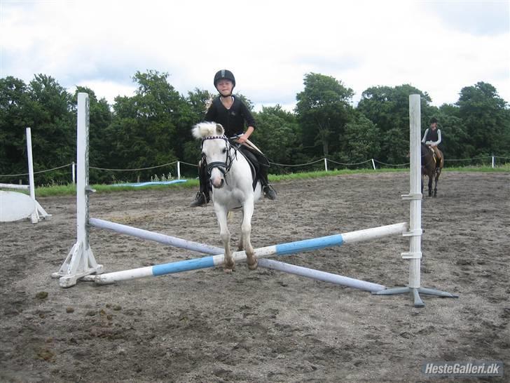 Welsh Mountain (sec A) Frække Frederik aflivet:( - kom lille elskede pony (foto Emma) billede 5