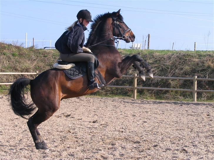 DSP Apollo (Gjøll's Jeff) - Apollo stejler. billede 1