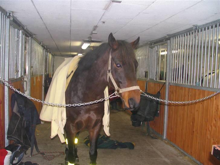 DSP Apollo (Gjøll's Jeff) - Lige inden en ridetur om vinteren billede 4