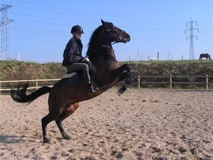 DSP Apollo (Gjøll's Jeff) billede 2