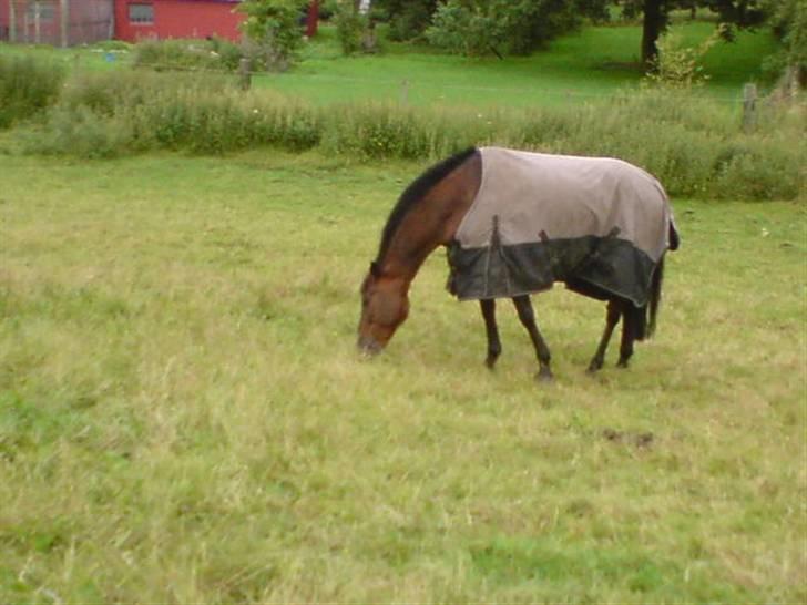 DSP Apollo (Gjøll's Jeff) - På folden, han er sød (: billede 5