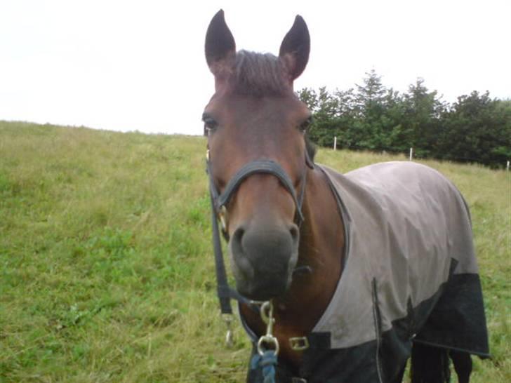 DSP Apollo (Gjøll's Jeff) - Apollo... <3 billede 6