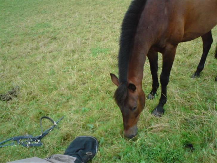 DSP Apollo (Gjøll's Jeff) - Han fandt også lige ud af jeg havde taget hans dækken af og begyndte at snuse til det. billede 7