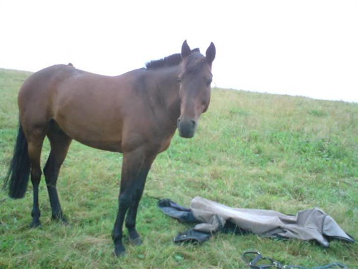 DSP Apollo (Gjøll's Jeff) - Apollo og hans dækken i baggrunden (: billede 8