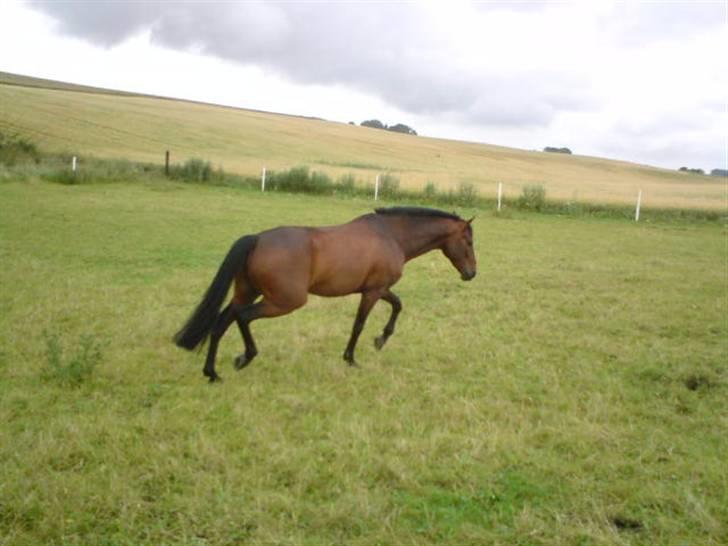 DSP Apollo (Gjøll's Jeff) - Trav, (: billede 9