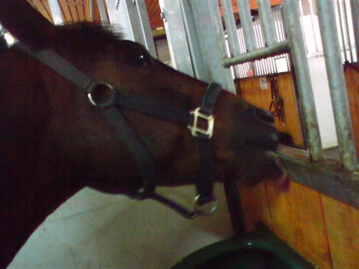 DSP Apollo (Gjøll's Jeff) - Apollo slikker på væggen billede 10