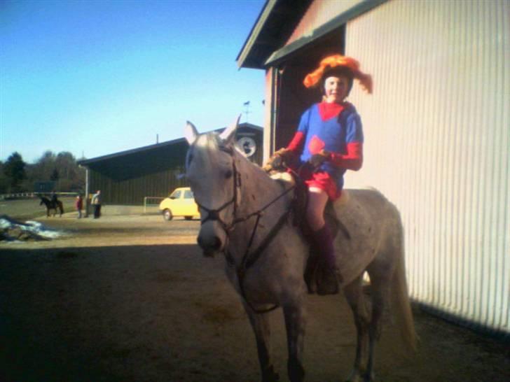 Pinto Bianca - Aflivet :'( - fastelavn :)  billede 13
