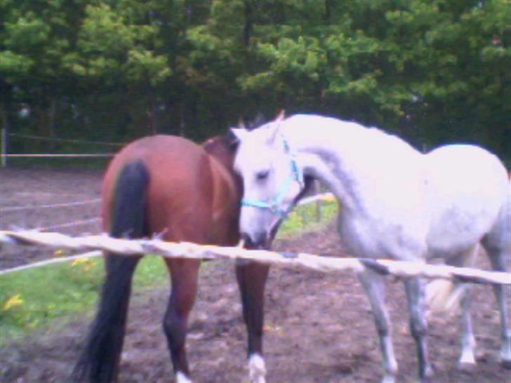 Pinto Bianca - Aflivet :'( - Ballen og hendes Xkæreste Barcardi :) billede 14