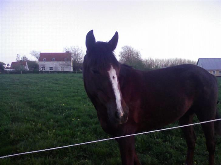 Traver BakkegårdensMoonlight - En aften på marken =) billede 1