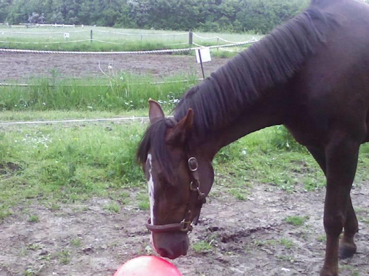 Traver BakkegårdensMoonlight - Uha er den mon farlig? billede 2