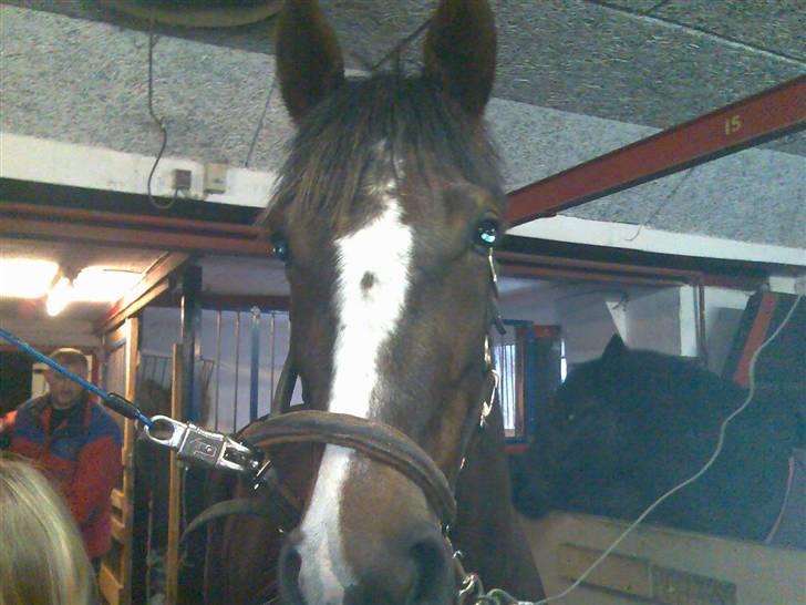 Traver BakkegårdensMoonlight - Er jeg ikke fin ? :D billede 3