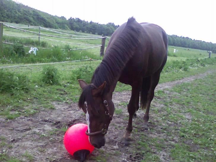 Traver BakkegårdensMoonlight - Den er vist farlig ? :s billede 4