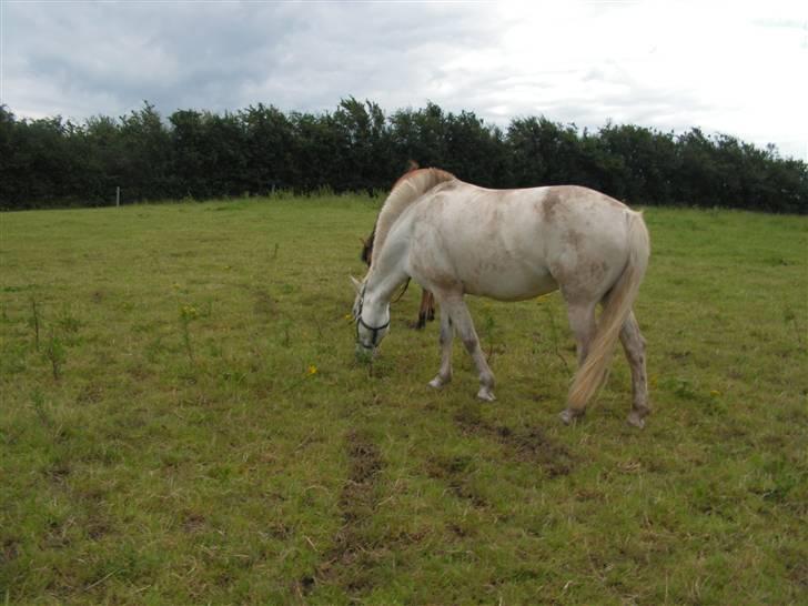 Anden særlig race Dunja - nyt fra den 10-07-2007 Dunja på sommer græs...  billede 19