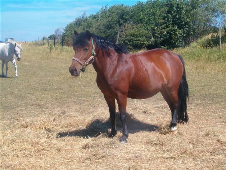 Anden særlig race Fairytale billede 20