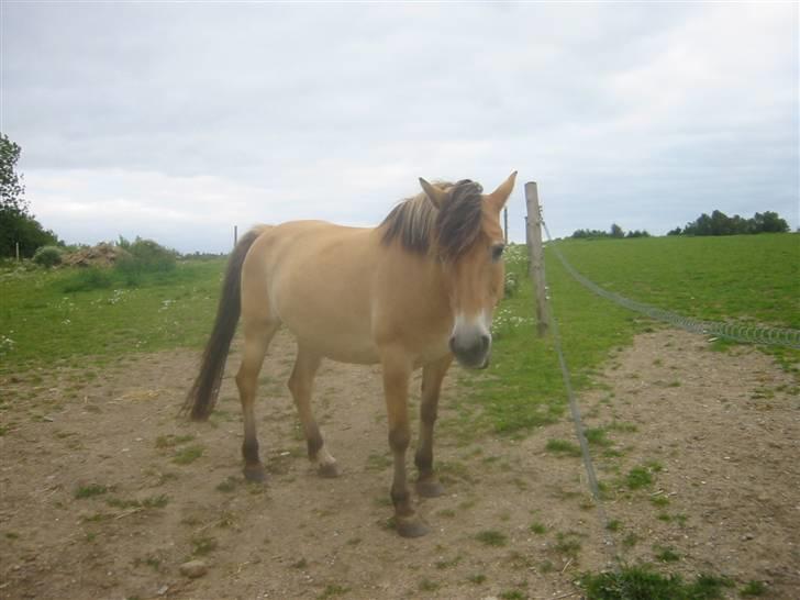 Anden særlig race Flicka - solgt. - *9* GØR LIVET TIL EN FEST - RID BLANDINGS´HEST (;  billede 9