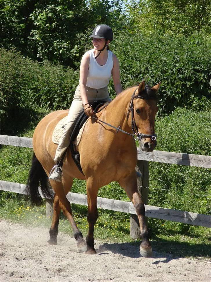 Anden særlig race Callime (Død 2010) - Undervisning i klassisk. Elsker dette billed af Calle. Sommer 2007 billede 27