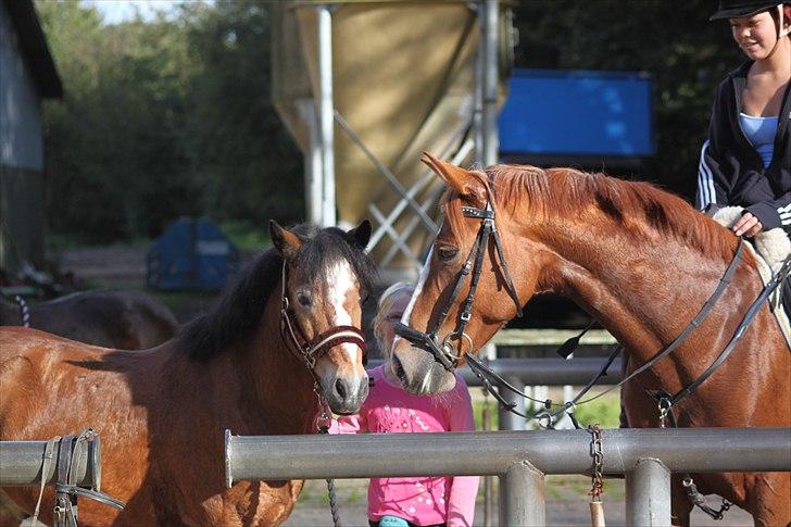 Anden særlig race Prins <3 - Velkommen til Prins profil :D - i må meget gerne give en bedømelse og en kommentar ;P håber i kan lide den men kan desværre ik få nye ride billeder fordi han er min gamle part :/ billede 1