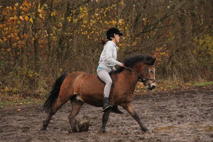 Anden særlig race Prins <3 - galop på prins. et nyere billede.  (GAMLE PART) billede 3