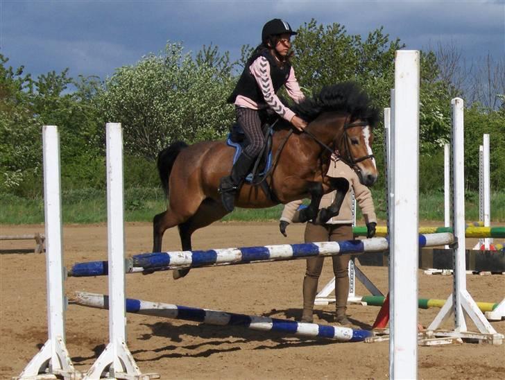 Anden særlig race Prins <3 - Prins og jeg der flyver´ WEE - springet er 90 cm (GAMLE PART) billede 6