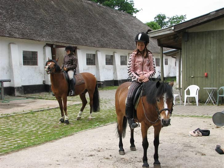 Anden særlig race Prins <3 - Død træt efter dressuren en varm sommerdag  (GAMLE PART) billede 10