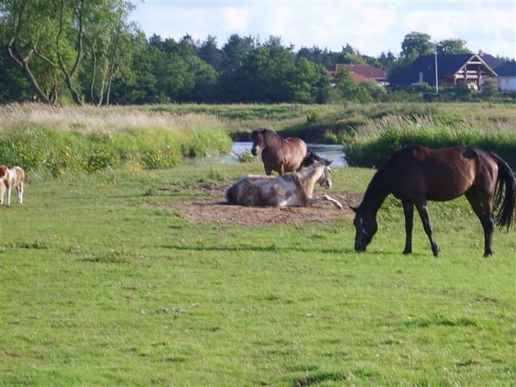 Pinto Freja (solgt) - Det er dejligt at rulle sig, elsker det. Især hvis min ejer lige har brugt en halv time på at strigle mig. billede 7
