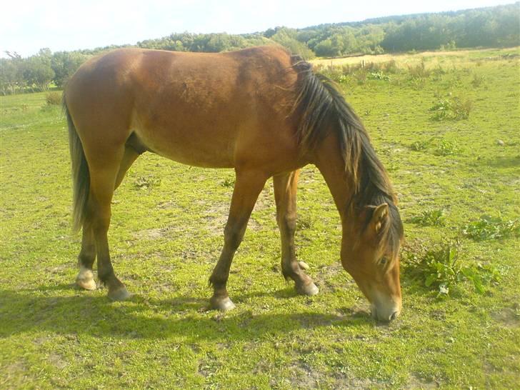 Anden særlig race Charlie FUNDET:) - NYT BILLEDE FRA D 9 JULI-07 billede 20