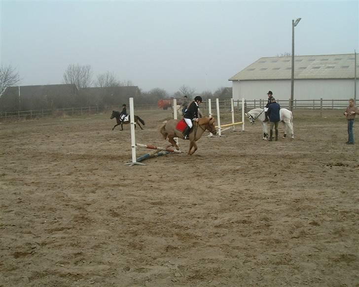 Shetlænder jeppe - Os der varmer op til LD <3<3 billede 8