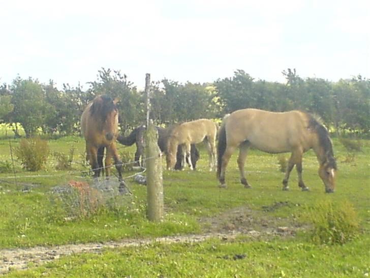 Anden særlig race Musse R.I.P:'( - ****NYT***** FRA D 9 JULI-07 billede 15