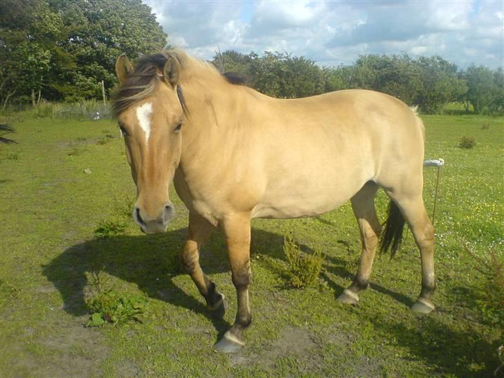 Anden særlig race Musse R.I.P:'( - ****NYT***** FRA D 9 JULI-07 billede 16