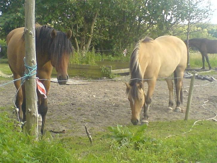 Anden særlig race Musse R.I.P:'( - ****NYT***** FRA D 9 JULI-07  ´Musse og søn(Max) billede 17