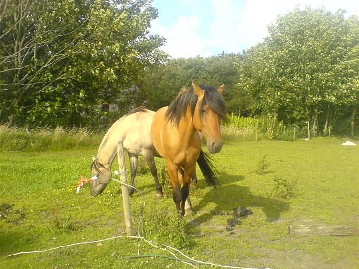 Anden særlig race Max FUNDET:) - ****NYT***** FRA D 9 JULI-07 billede 17