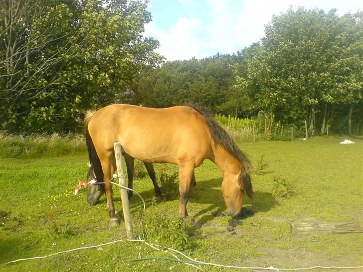 Anden særlig race Max FUNDET:) - ****NYT***** FRA D 9 JULI-07 billede 18