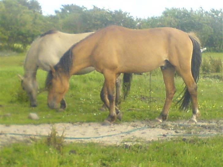 Anden særlig race Max FUNDET:) - Mille og Max (d 9 juli-07) billede 19