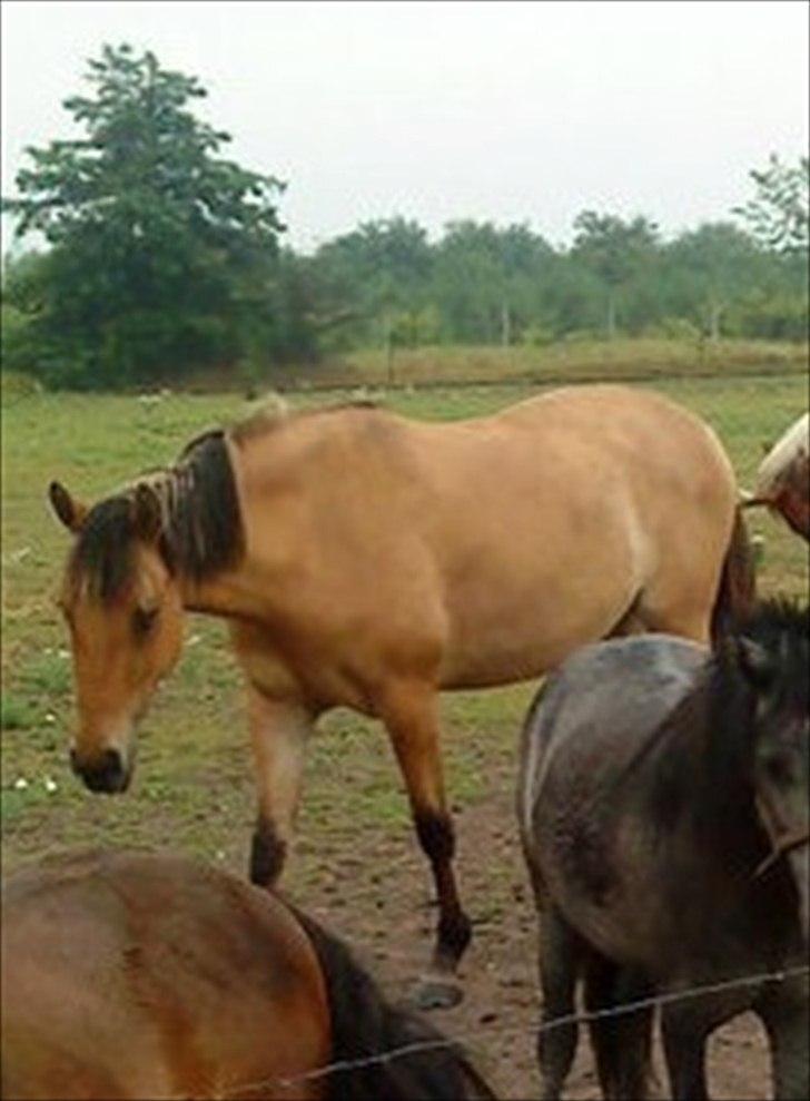 Anden særlig race Max FUNDET:) - Max´s datter Mulle billede 20