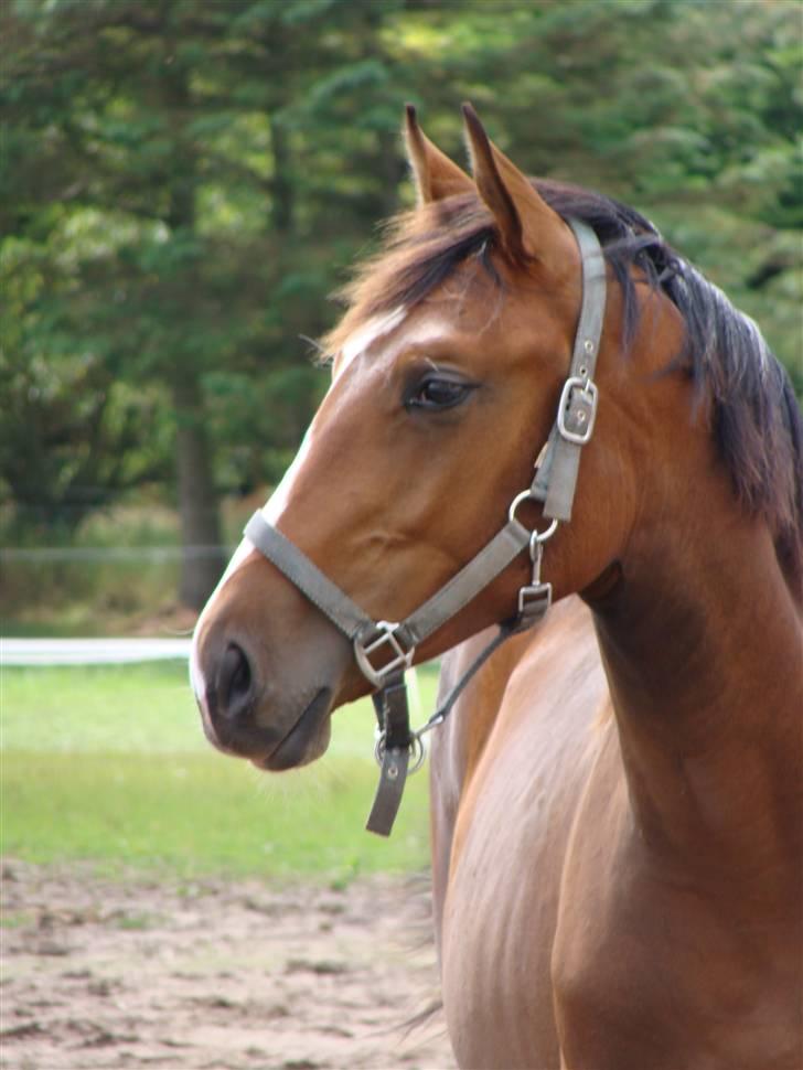 Dansk Varmblod Toftelunds Diamond billede 1