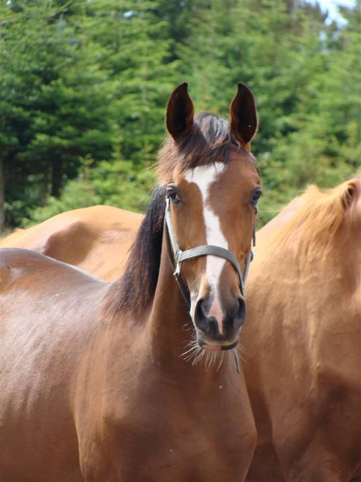 Dansk Varmblod Toftelunds Diamond billede 2