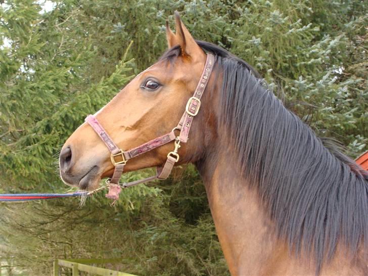 Dansk Varmblod Toftelunds Diamond billede 3