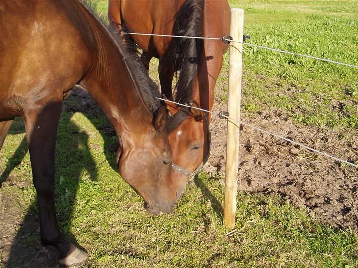 Anden særlig race  TSP/ Araber: Astrid RIP - Mysser med smukke Za-Kahli. <´33 billede 2