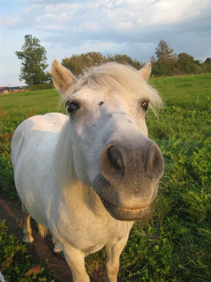 Shetlænder Buller - Velkommen til den seje ponys profil !! <´33  Han er dejlig :D  billede 1