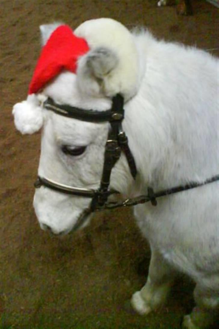 Shetlænder Buller - Den skønne jule pony :D <3 billede 5